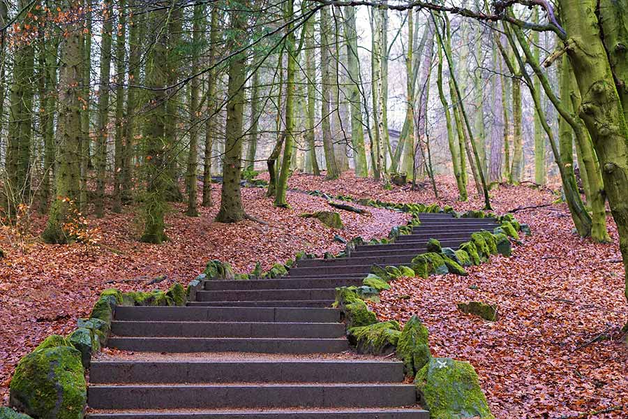 Forest Path as Life Path